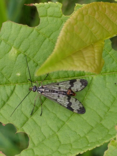 Common scorpionfly