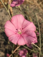 Convolvulus dorycnium
