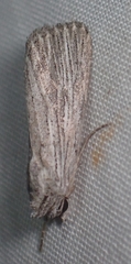 Catabena lineolata