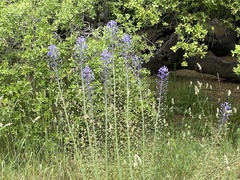 Scilla hyacinthoides