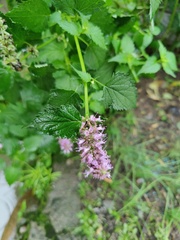 Agastache