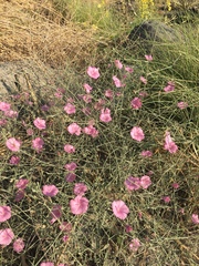 Convolvulus dorycnium