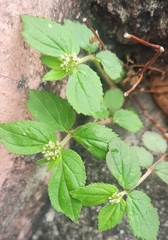 Euphorbia hirta image