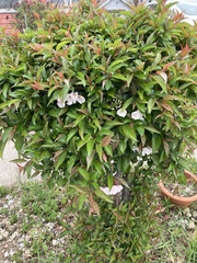 Malus angustifolia