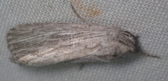 Catabena lineolata