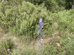 Scilla hyacinthoides