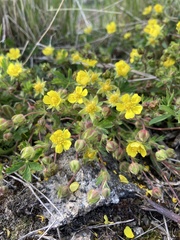 Potentilla incana