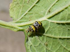 Psyllobora variegata