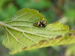 Psyllobora variegata