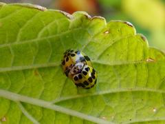 Psyllobora variegata