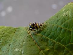 Psyllobora variegata