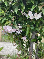 Malus angustifolia