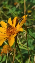 Astylus vittaticollis