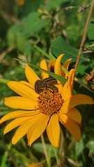 Astylus vittaticollis