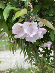 Malus angustifolia