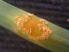 Puccinia sessilis