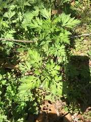 Artemisia vulgaris