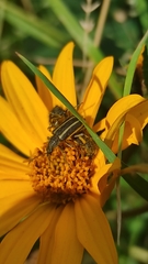 Astylus vittaticollis