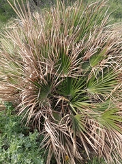 Chamaerops humilis