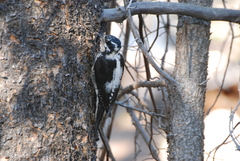 Dryobates villosus orius