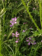 Malva sylvestris