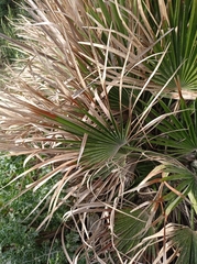Chamaerops humilis