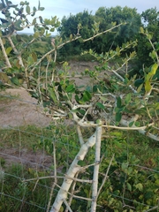 Strychnos madagascariensis