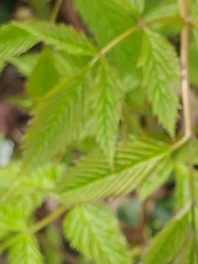 Aruncus dioicus