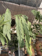 Anthurium pendulifolium