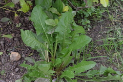 Taraxacum officinale image