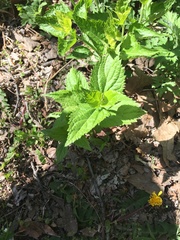 Ageratina altissima