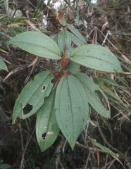 Miconia flavescens