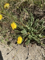 Hyoseris radiata