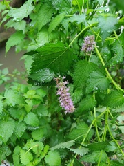 Agastache