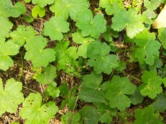 Hydrocotyle nepalensis
