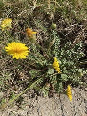 Hyoseris radiata