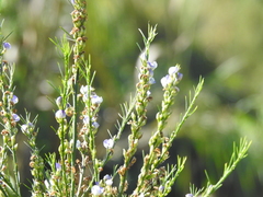 Psoralea filifolia