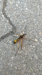 Ctenophora flaveolata