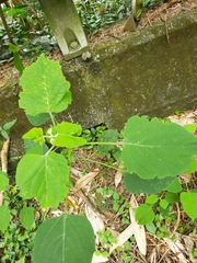 Clerodendrum chinense