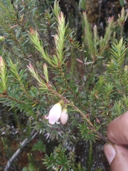 Disterigma pernettyoides