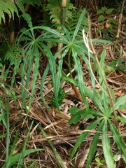 Arisaema heterophyllum