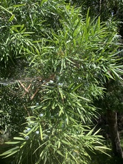 Podocarpus elongatus