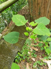 Clerodendrum chinense