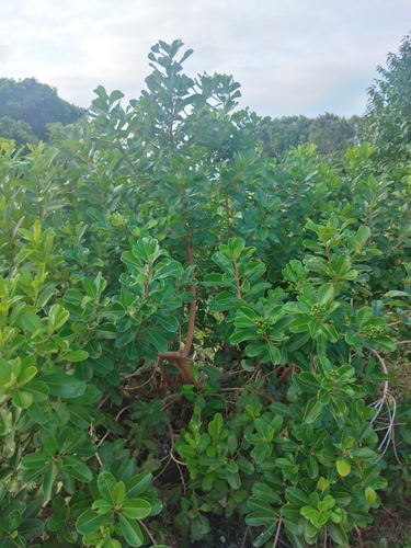 Image of Coast Resintree (Ozoroa obovata) by (c) Benjamin Fredlund, some rights reserved (CC BY)