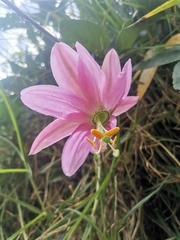 Passiflora tarminiana