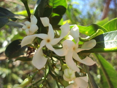Tabernaemontana catharinensis