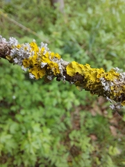 Xanthoria parietina