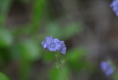 Phacelia maculata