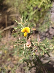 Adesmia miraflorensis