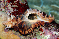 Chicoreus torrefactus